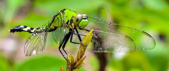 2017 Dragonfly Photowalk