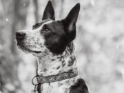 2020 Pet Photography Gallery