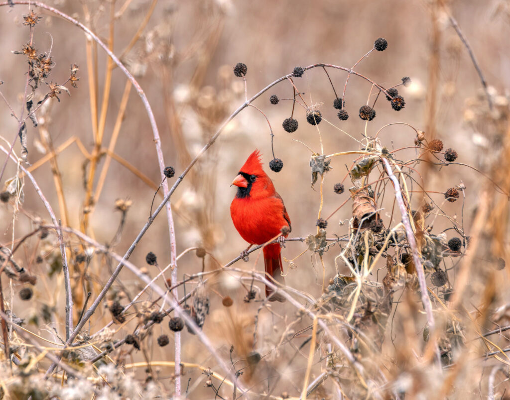 Happy Cardinal | Photographic Society of Northwest Arkansas