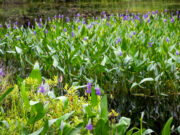 2024 Wild Flowers Photography Exhibit Competition