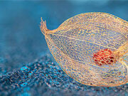 Macro and Close-up Photography