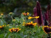 2024 Yellow Photography Exhibit Competition