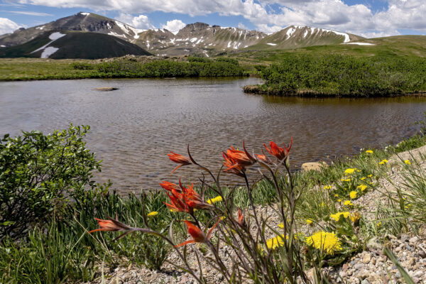 Rocky Mountain Flowers by Maggie Arguelles