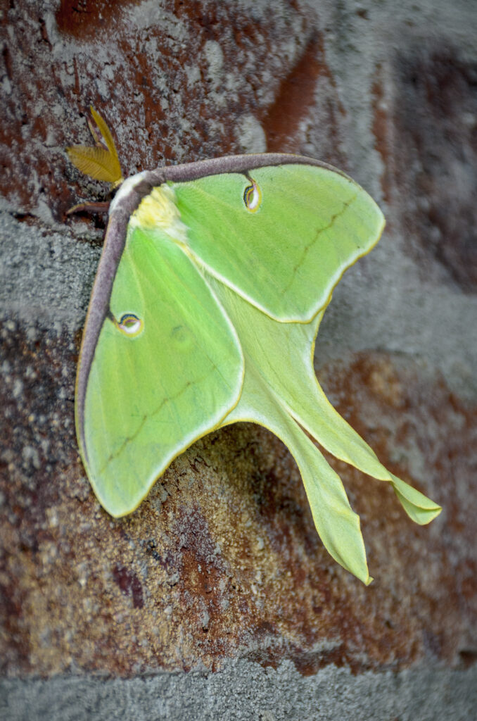 Moth Rakasa Male Luna Moth | Photographic Society of Northwest Arkansas