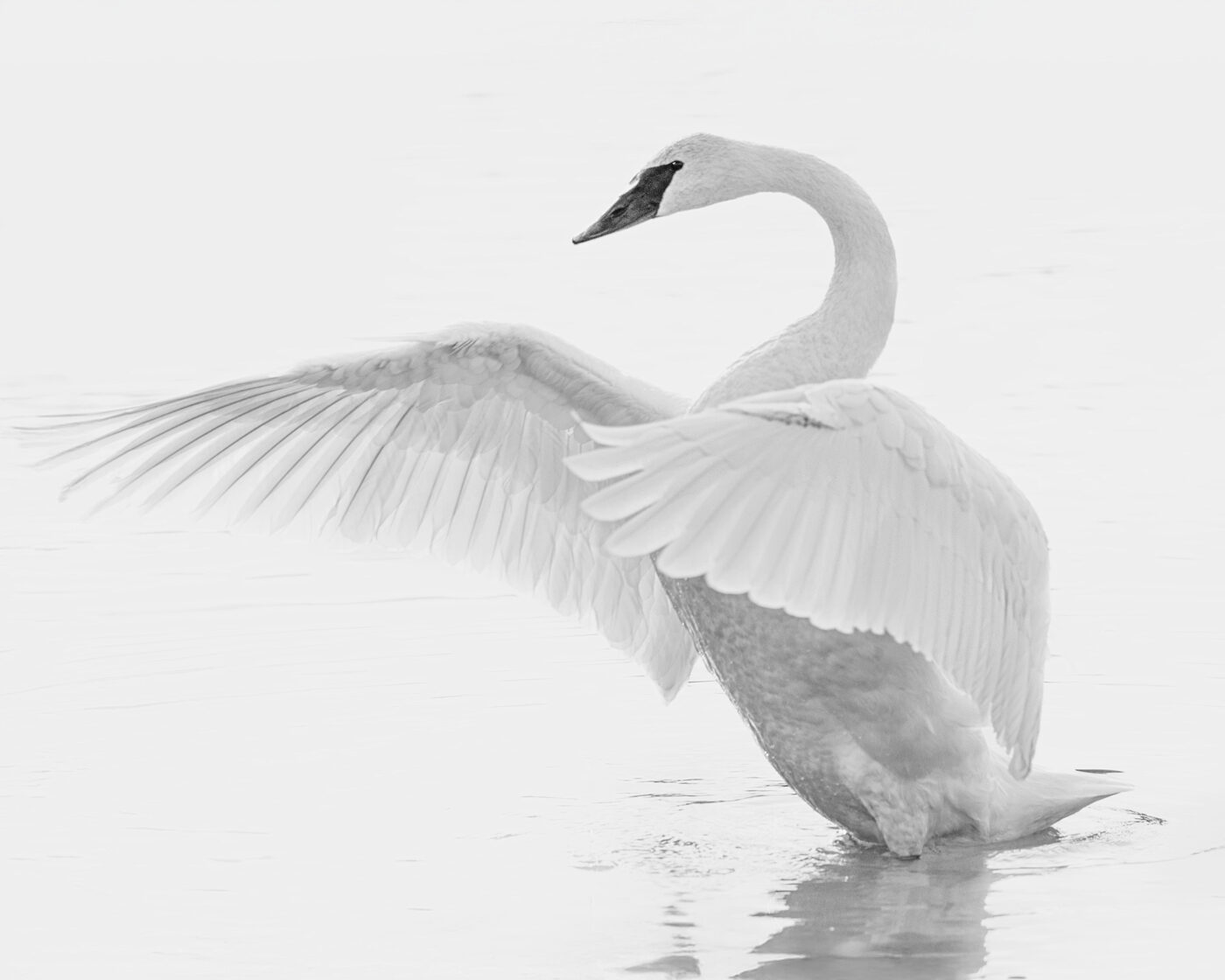 First Place | Wings by Mickey Arlow