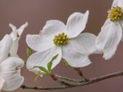 2024 Wildflower Gallery