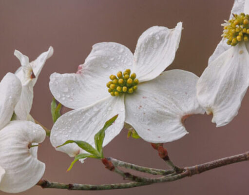 2024 Wildflower Gallery