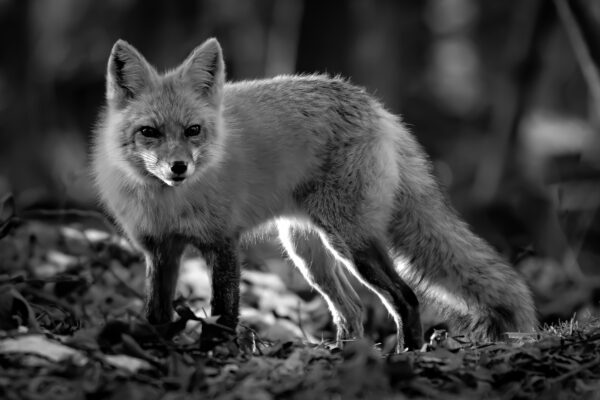 Bristling Winter Fox by Jamie Gagliardi