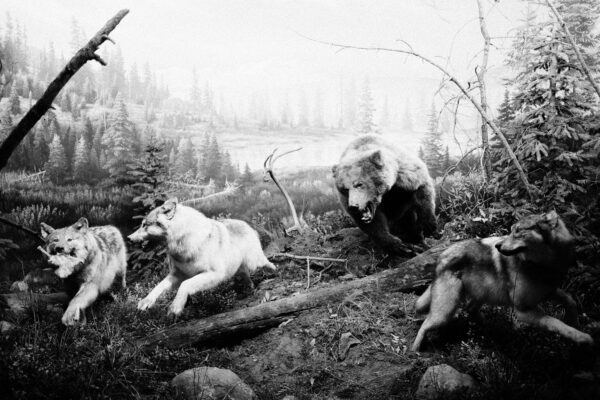 Grizzly with Wolves by Brandon Jennings