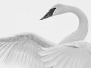 2025 Black and White Competition