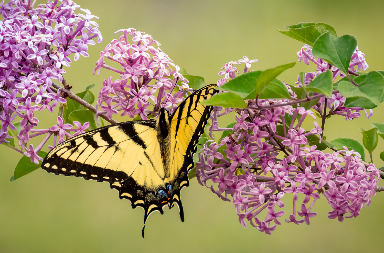 May Online Winning Image