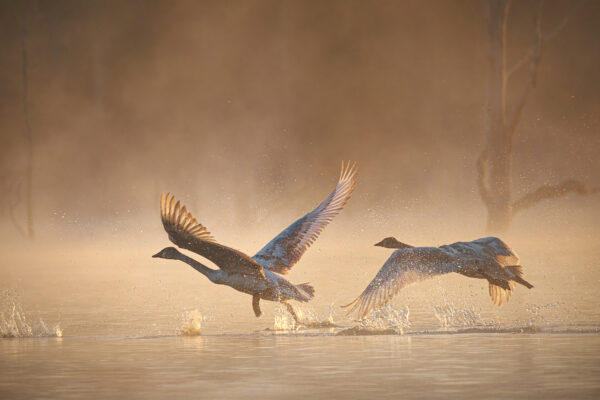 Splish Splash by Mickey Arlow