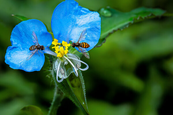 2nd Runner Up - Two Hover Flies by Howard Thompson