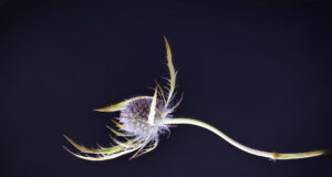 Teasel Flower by Pat Lewis