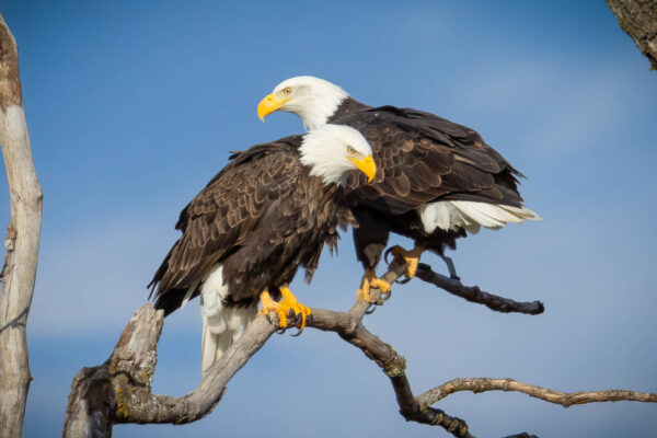 Parents of a Fledgling by Dan White