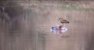 Hippo and Friend by Mickey Arlow