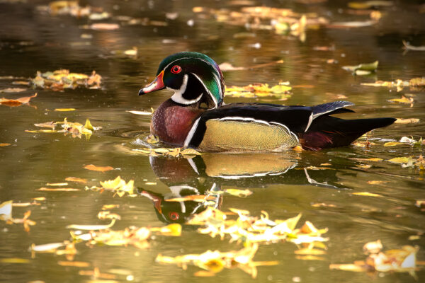 Wood Duck in Fall by Mindy Musick King