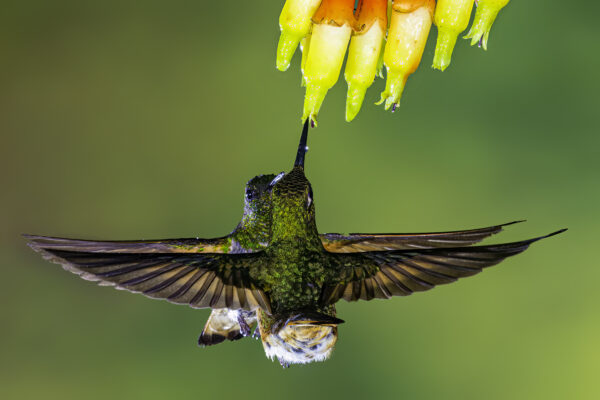 Buff-tailed Coronets by Bill Petrunich