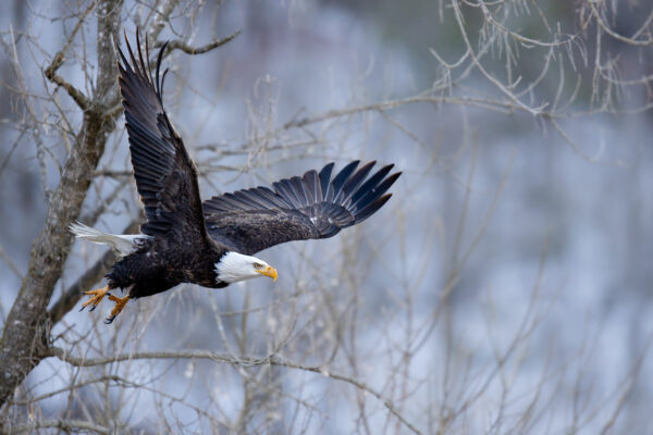 Wings of Winter by Amber March