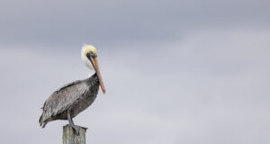 Pelican on the Gulf Coast by Pat Lewis