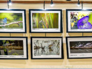 Summer Exhibit at Hobbs