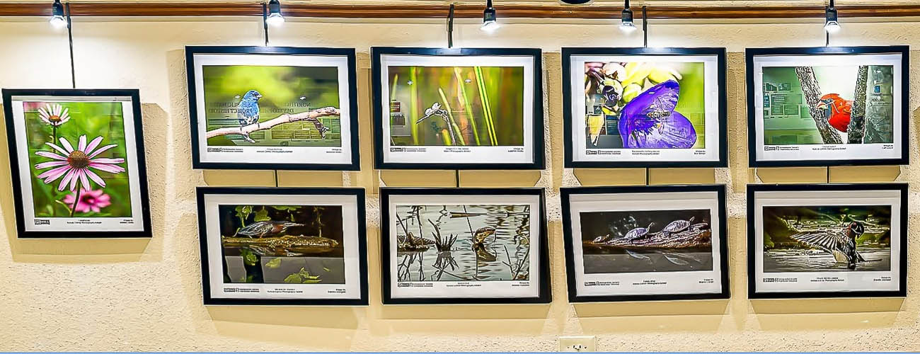Summer Exhibit at Hobbs