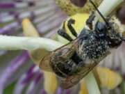 PSNWA Macro Photowalk