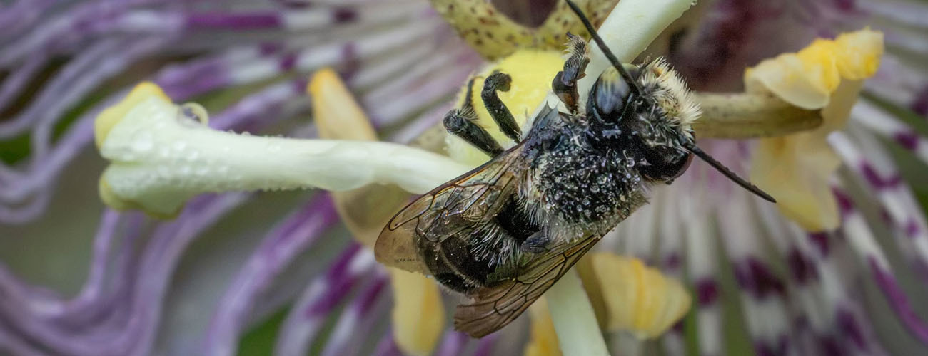 PSNWA Macro Photowalk